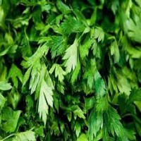 ربطة بقدونس